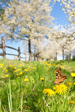 Schmetterling auf Fr&uuml;hlingswiese