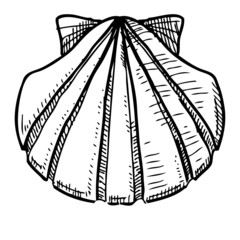 Sea shell