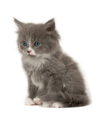 Grey and white kitten