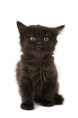 Black kitten