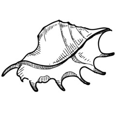 Fototapeta premium Sea shell