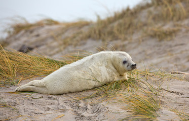 Naklejka premium Young baby grey seal