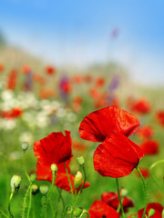 red poppy and wild flowers