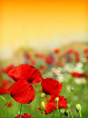 red poppy and wild flowers