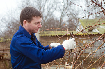 Young man pruning branch