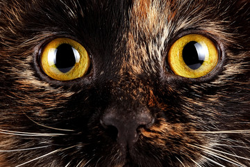 Yellow cat's eyes