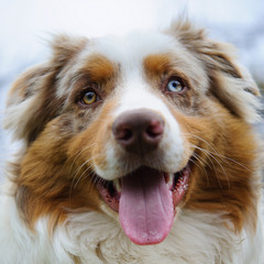 Australian Shepherd face