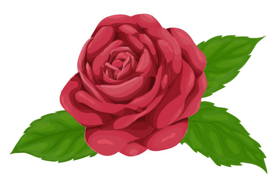 beautiful pink rose with leaves isolated on white, watercolors