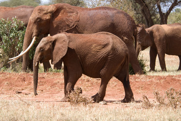 Elephants, Tsavo est