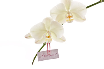 orchid white