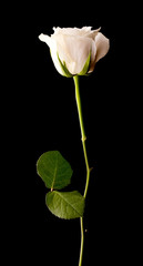 Single white rose on black