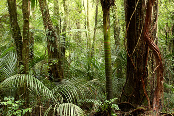 Fototapeta premium Large tree and vine in tropical jungle forest