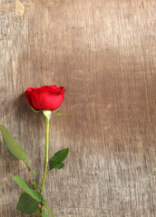 Fototapeta na wymiar Single red rose on wooden background