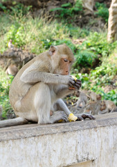 Monkey eating corn