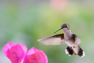 Fototapeta na wymiar Himmingbird