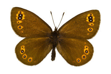 Erebia medusa (Woodland Ringlet)