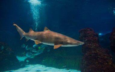 Fototapeta premium Shark underwater in natural aquarium