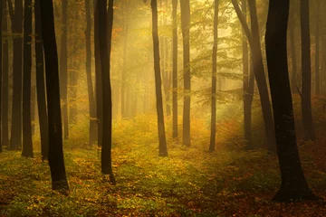  Autumnal foggy forest © bonciutoma