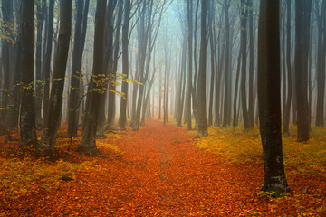 Fototapeta premium Autumnal foggy forest