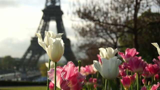 morning near the Eiffel Tower