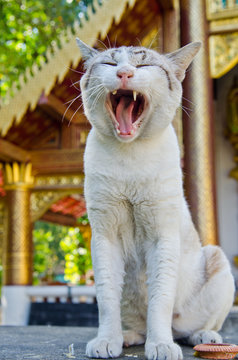 Portrait of Thai white cat