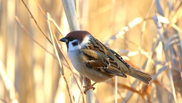 bird on branch