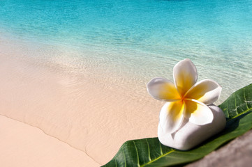 Galet et fleur de frangipanier, fond plage tropicale, voyage au soleil