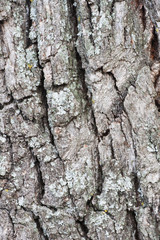 Wooden texture