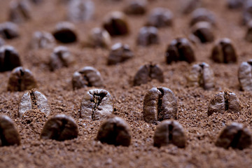 Coffee bean on coffee flour background
