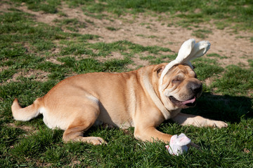 Obraz premium sharpei dog