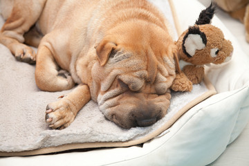 sleeping sharpei dog