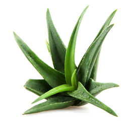 Fototapeta premium aloe vera