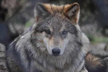 Cercles muraux Loup Loup de Sibérie
