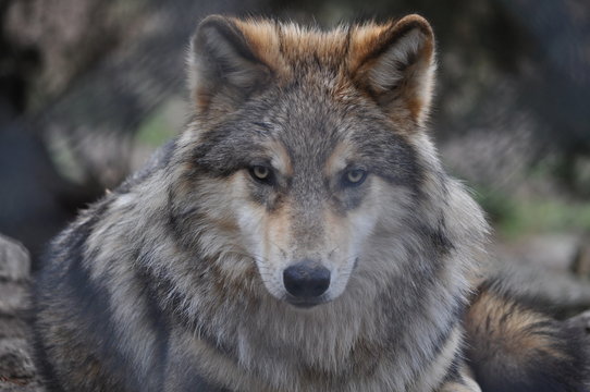 Fototapeta Loup de Sibèrie
