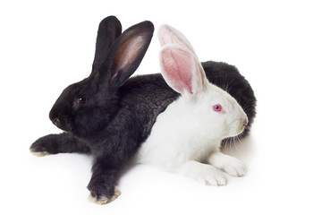 white and black rabbits