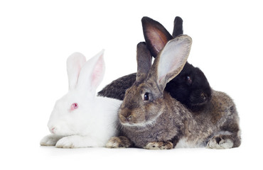 Fototapeta na wymiar three rabbits