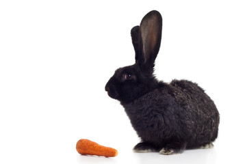 rabbit and carrot