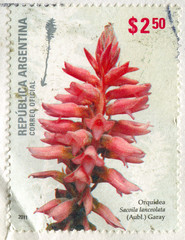 orchid