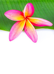 Plumeria flower on banana leaf isolated