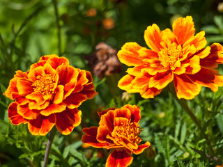 marigold flower background