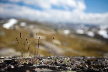 Gras im Hardangervidda Nationalpark