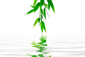 The bamboo branch in the water