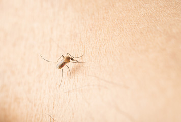 Mosquito on Human Skin