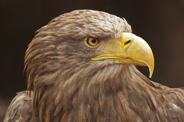 White-tailed eagle