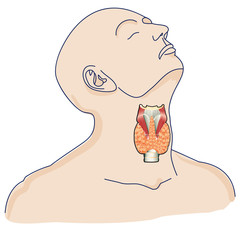 thyroid gland in the human body