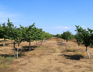 Beautiful apple orchard in a row at both sides.