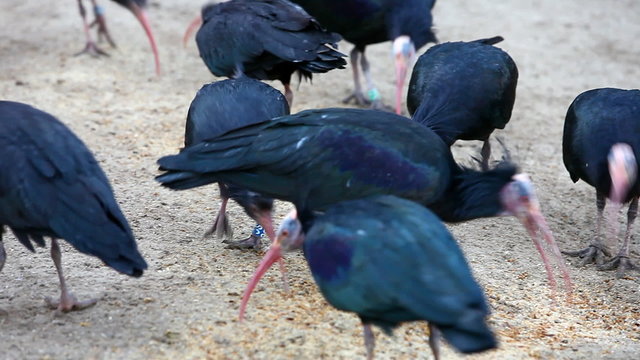 Many Waldrapps foraging