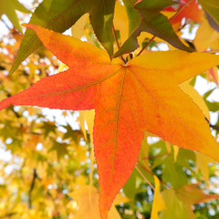 einzelnes herbstblatt