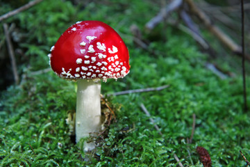 small exemplar of red fly agaric in green