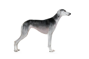 Saluki dog standing on white background